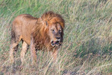 Big male Lion in the grass on the savanna