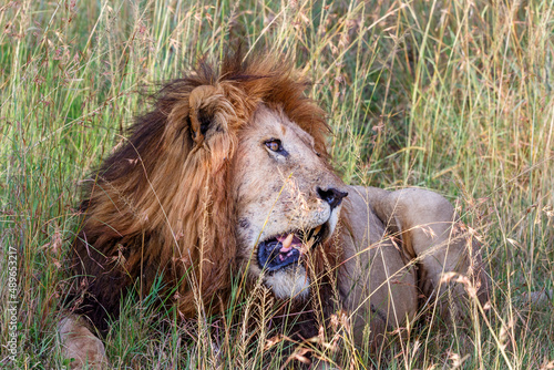 Big male Lion with a dark mane