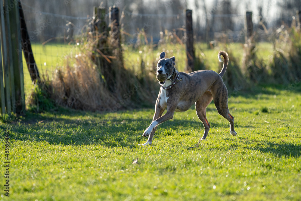 The English Greyhound, or simply the Greyhound dog, running and playing with other grehyhounds in the grass on a sunny day in the park The English Greyhound, or simply the Greyhound dog, running and playing with other grehyhounds in the grass on a sunny day in the park