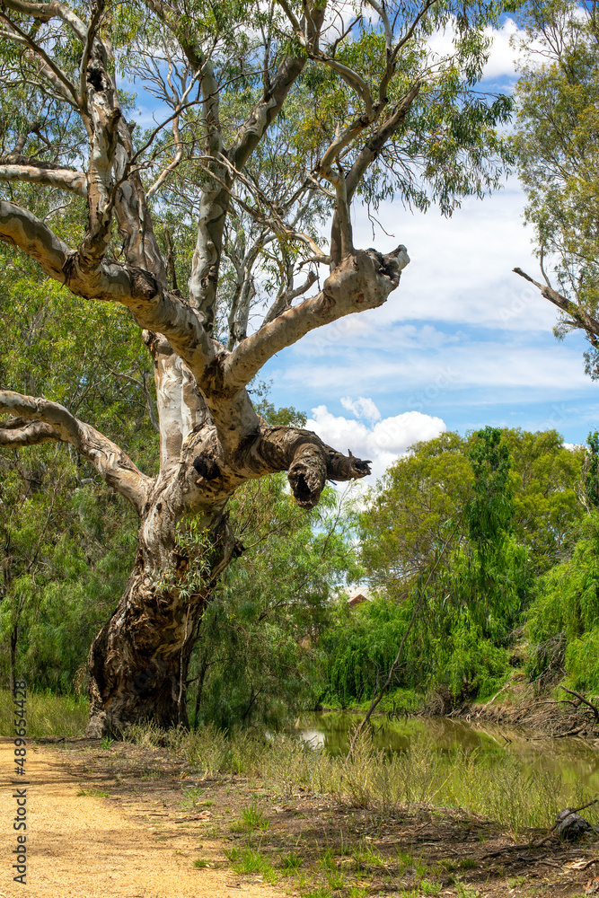 View along a dirt track with gnarled eucalyptus tree beside the Lachlan River View along a dirt track with gnarled eucalyptus tree beside the Lachlan River