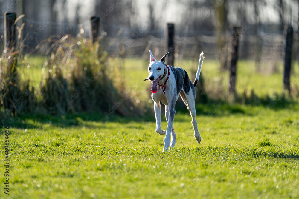 The English Greyhound, or simply the Greyhound dog, running and playing with other grehyhounds in the grass on a sunny day in the park The English Greyhound, or simply the Greyhound dog, running and playing with other grehyhounds in the grass on a sunny day in the park