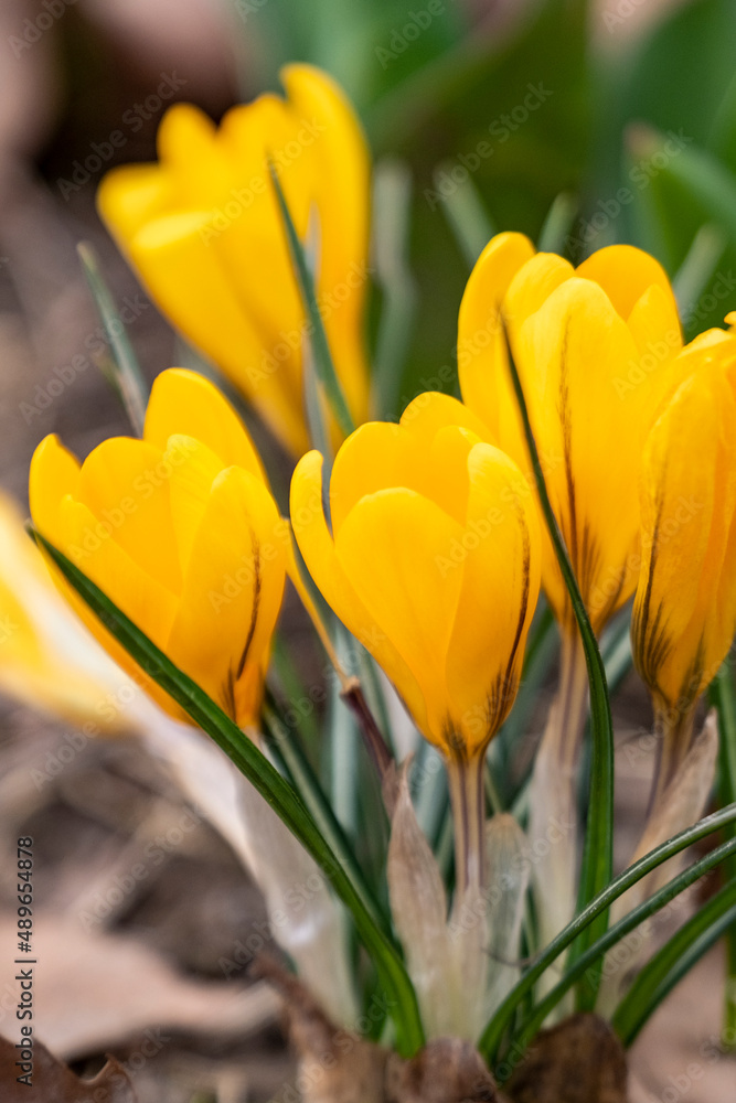 Naklejka premium Crocus jaunes