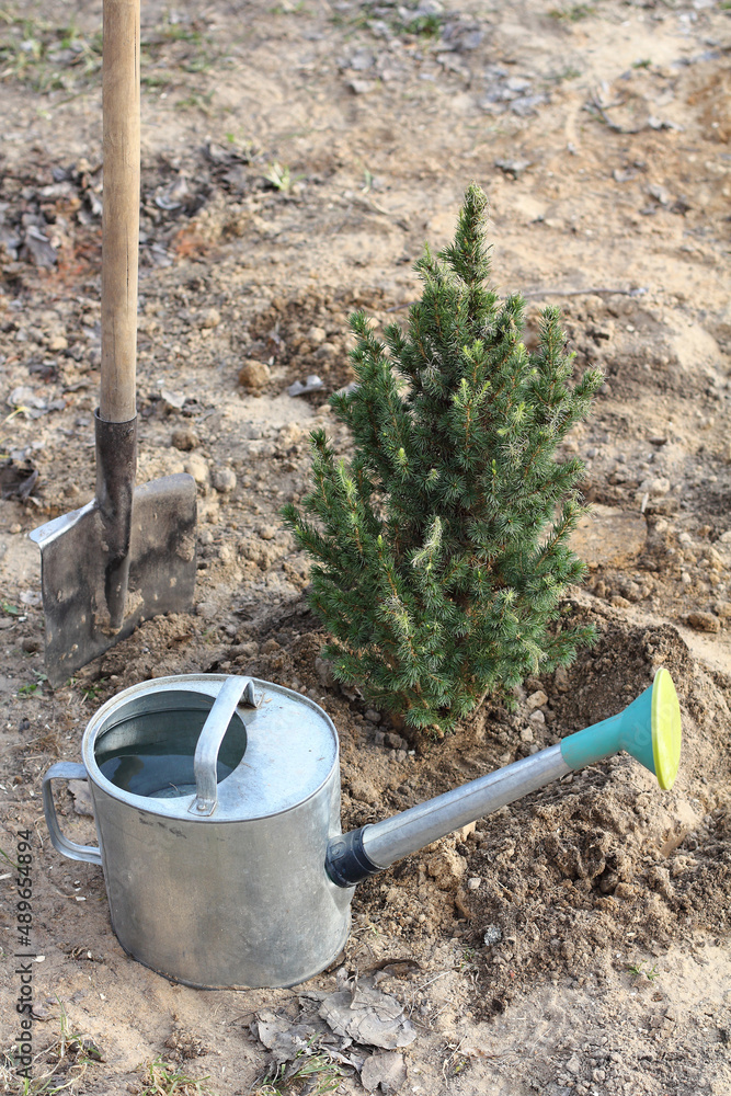 metal garden watering can with water and a small evergreen tree with a shovel. planting ornamental plants metal garden watering can with water and a small evergreen tree with a shovel. planting ornamental plants