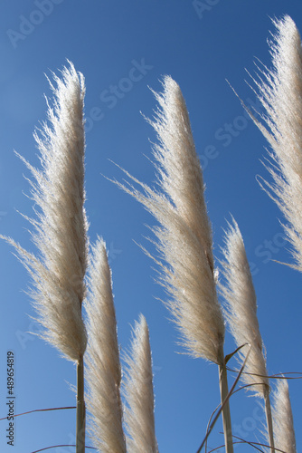 Pampas grass with blue sky on background.