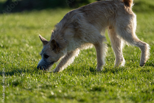 Dog sniffing the grass on the playground near sunset on a sunny day