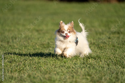chihuahua puppy on grass © LDC