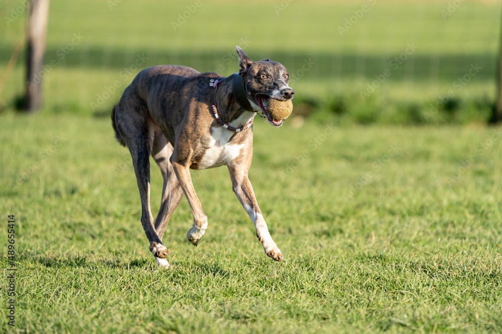 The English Greyhound, or simply the Greyhound dog, running and playing with other grehyhounds in the grass on a sunny day in the park
