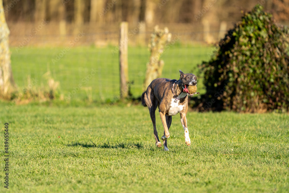 The English Greyhound, or simply the Greyhound dog, running and playing with other grehyhounds in the grass on a sunny day in the park The English Greyhound, or simply the Greyhound dog, running and playing with other grehyhounds in the grass on a sunny day in the park