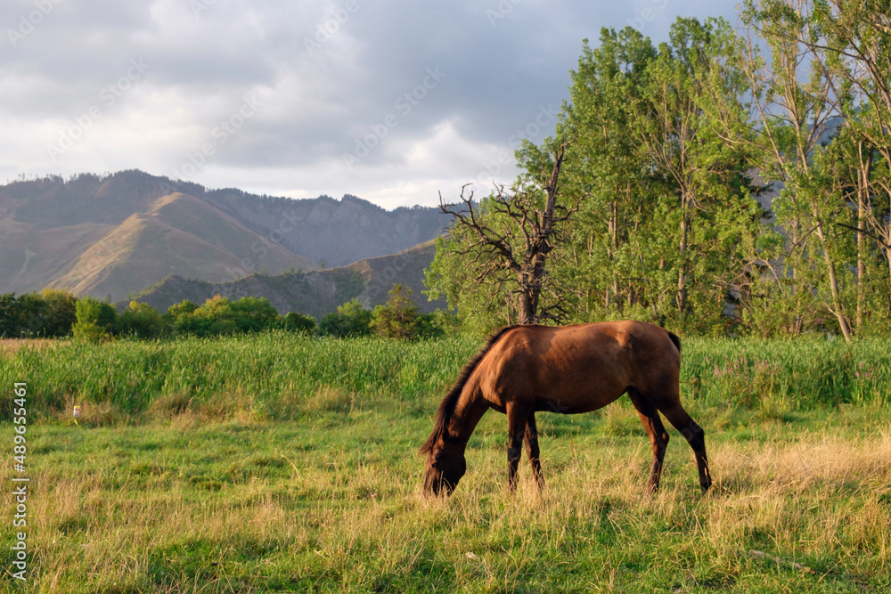A horse grazing in the field at the countryside A horse grazing in the field at the countryside