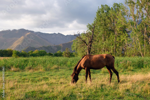 A horse grazing in the field at the countryside
