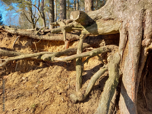 Huge tree roots stick out on the river bank