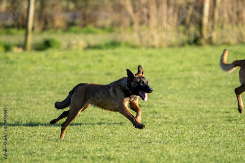 german puppy shepherd dog running in the grass on a sunny day © LDC