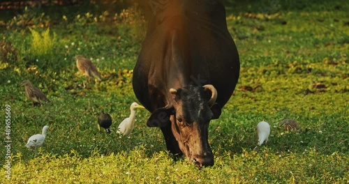 Goa, India. Cow Walking With Little Egrets In Swamp. photo