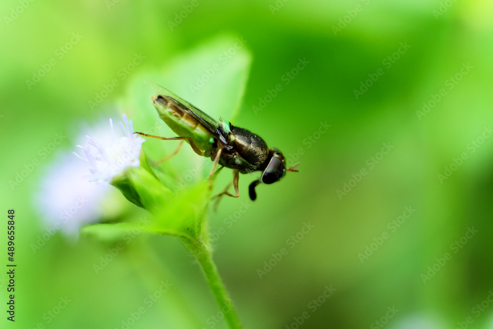 Close-up of a fly perched on a flower Close-up of a fly perched on a flower
