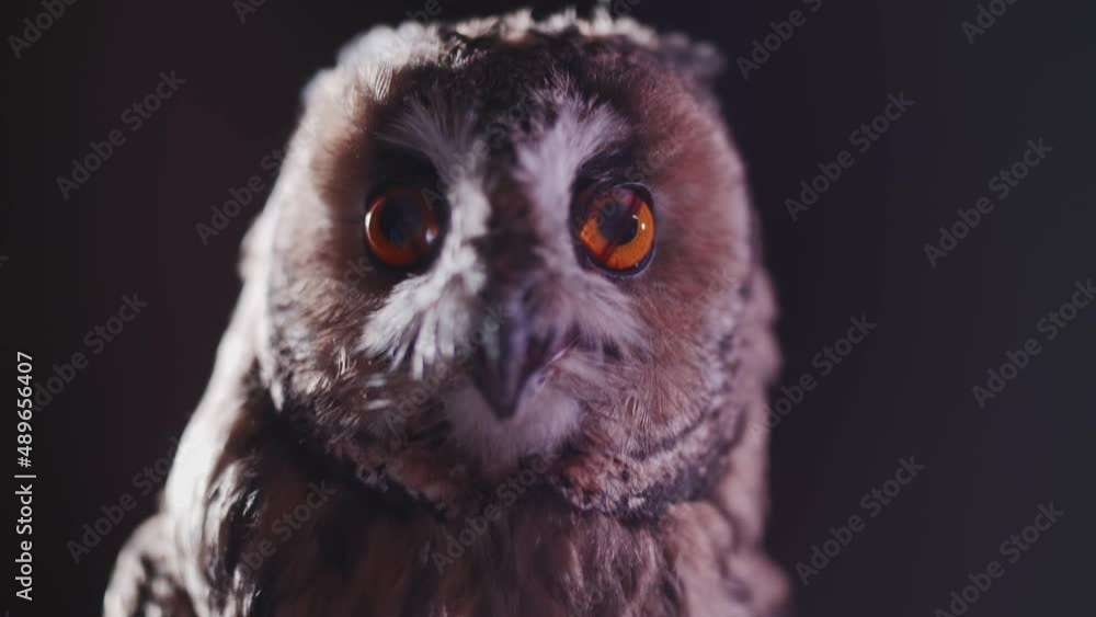 Grey owl with big eyes is looking at the camera with his beak open Grey owl with big eyes is looking at the camera with his beak open