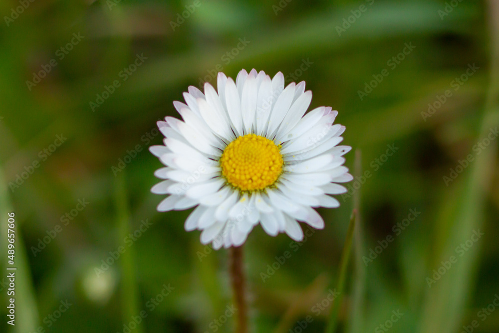 Macro photos of Bellis perennis on green field.springtime of full flowering white common daisies.Photography in natural light. Macro photos of Bellis perennis on green field.springtime of full flowering white common daisies.Photography in natural light.