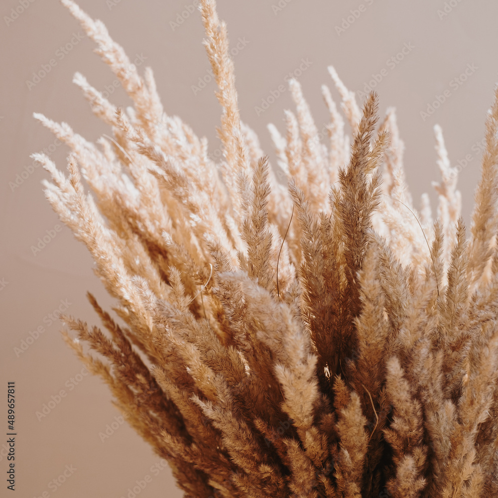 Reeds foliage bouquet on beige background. Aesthetic elegant bohemian  floral design Stock Photo | Adobe Stock