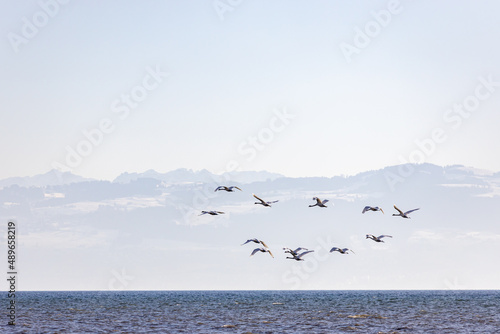 Wassertiere am Bodensee