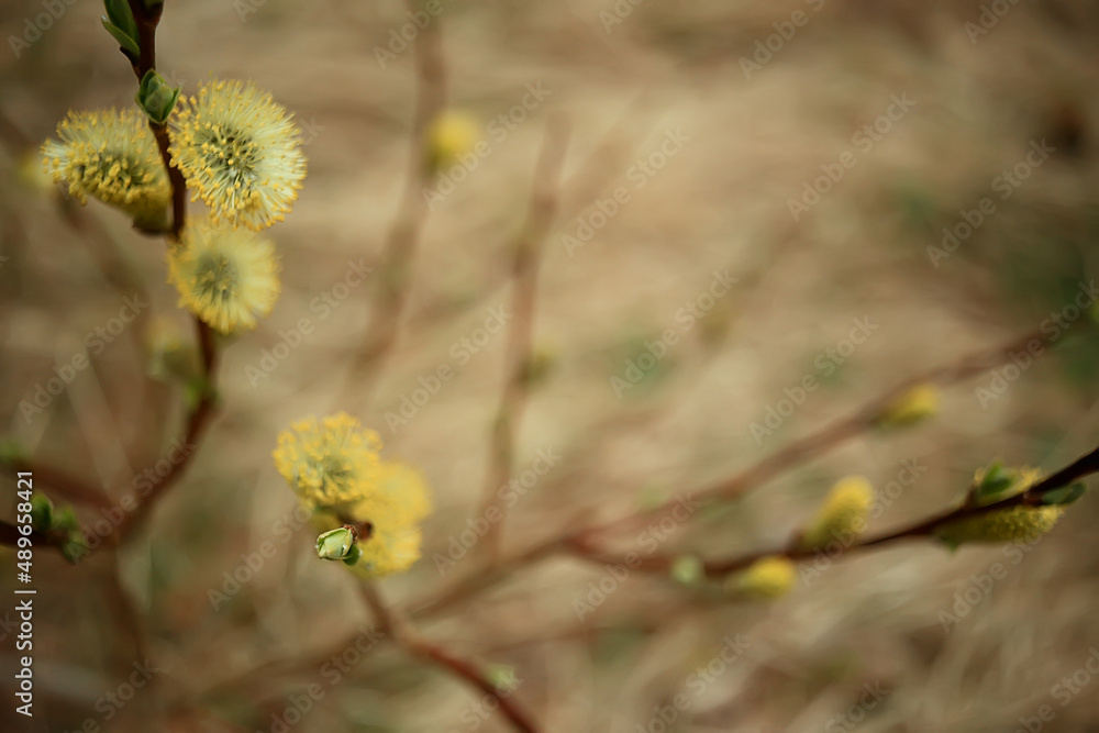 willow branches spring background, abstract blurred view of spring early march easter willow branches spring background, abstract blurred view of spring early march easter