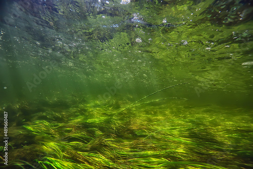 Fototapeta Naklejka Na Ścianę i Meble -  underwater fresh water green background with sun rays under, water