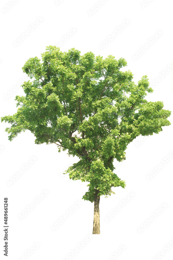  tree side view isolated on white background  for landscape plan and architecture layout drawing, elements for environment and garden