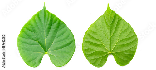 Green leaf of Tinospora cordifolia herb isolated on white background. Tinospora cordifolia has a bitter taster and used as a medicinal ingredient in traditional medicine. photo