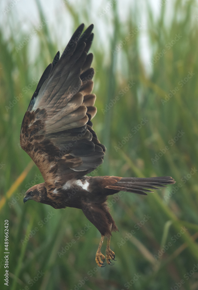 Obraz premium Eurasian Marsh harrier takeoff at Bhigwan bird sanctuary, Maharashtra