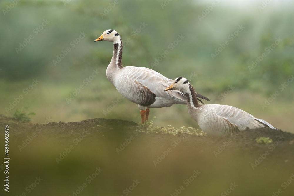 Fototapeta premium A pair of Bar-headed goose at Bhigwan bird sanctuary, India