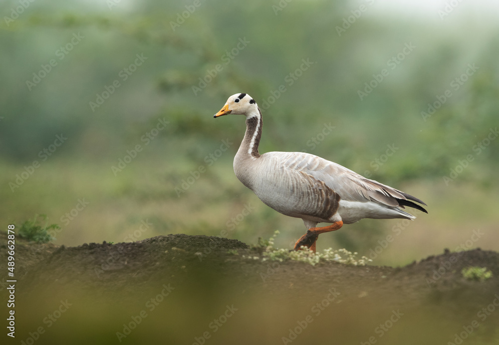 Obraz premium Bar-headed goose on a mound at Bhigwan bird sanctuary, India