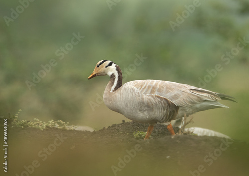 Bar-headed goose at Bhigwan bird sanctuary, India © Dr Ajay Kumar Singh