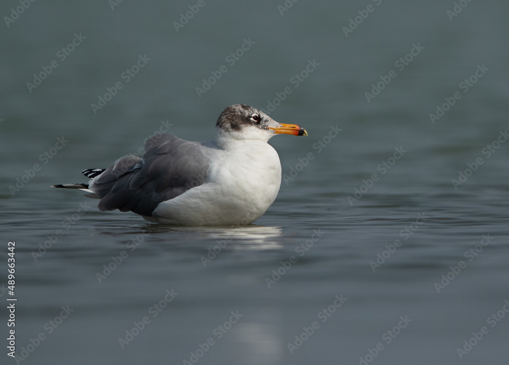 Closeup of a Great black-headed gull at Bhigwan bird sanctuary, India Closeup of a Great black-headed gull at Bhigwan bird sanctuary, India