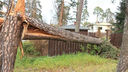 large pine tree fell down from a hurricane wind panorama