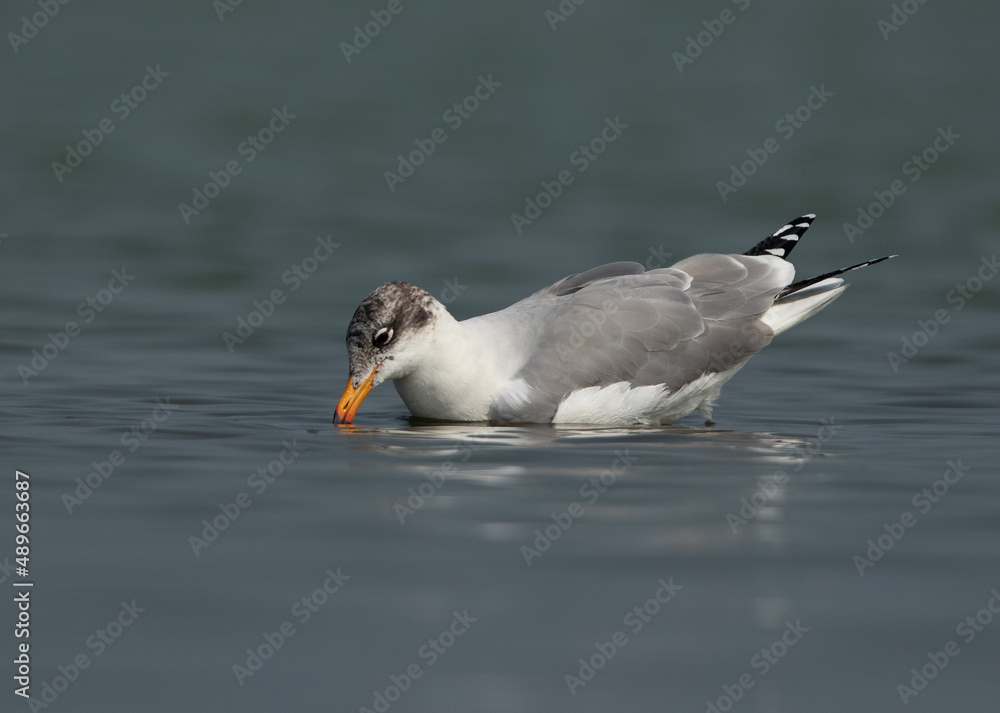 Fototapeta premium Great black-headed gull at Bhigwan bird sanctuary, India