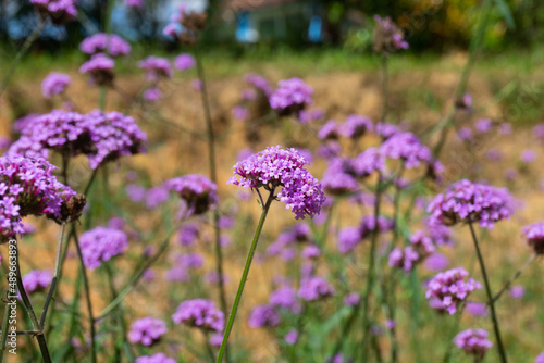 Purple Verbena blooming in park filed