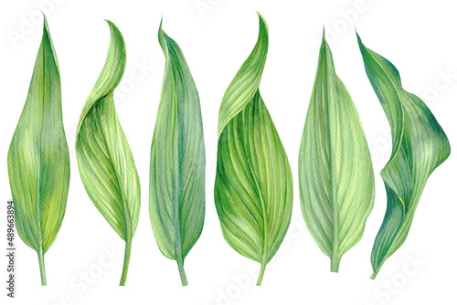 Tropical leaves. Watercolor plant illustration on isolated white background