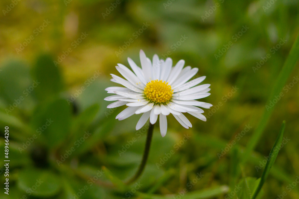 Macro photos of Bellis perennis on green field.springtime of full flowering white common daisies.Photography in natural light. Macro photos of Bellis perennis on green field.springtime of full flowering white common daisies.Photography in natural light.