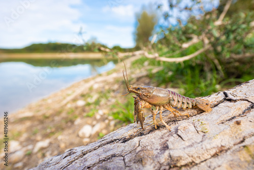 Spinycheek crayfish (Faxonius limosus)