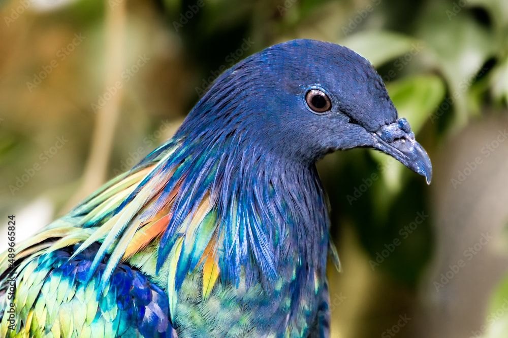 Obraz premium Close up of colorful bird with blue feathers