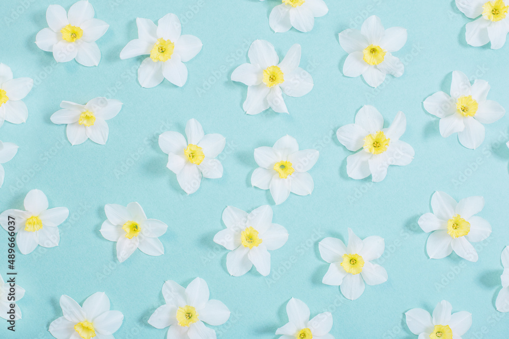 white narcissus on blue paper background