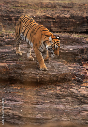 Tigress moving down the rocksat  Ranthambore Tiger Reserve  India