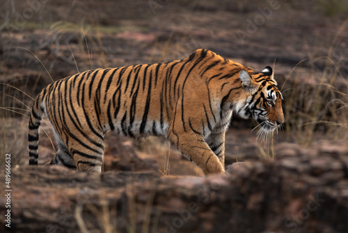 Tigress at Ranthambore Tiger Reserve, India