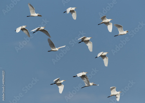 Cattle Egrets in flight at Buri farm, Bahrain