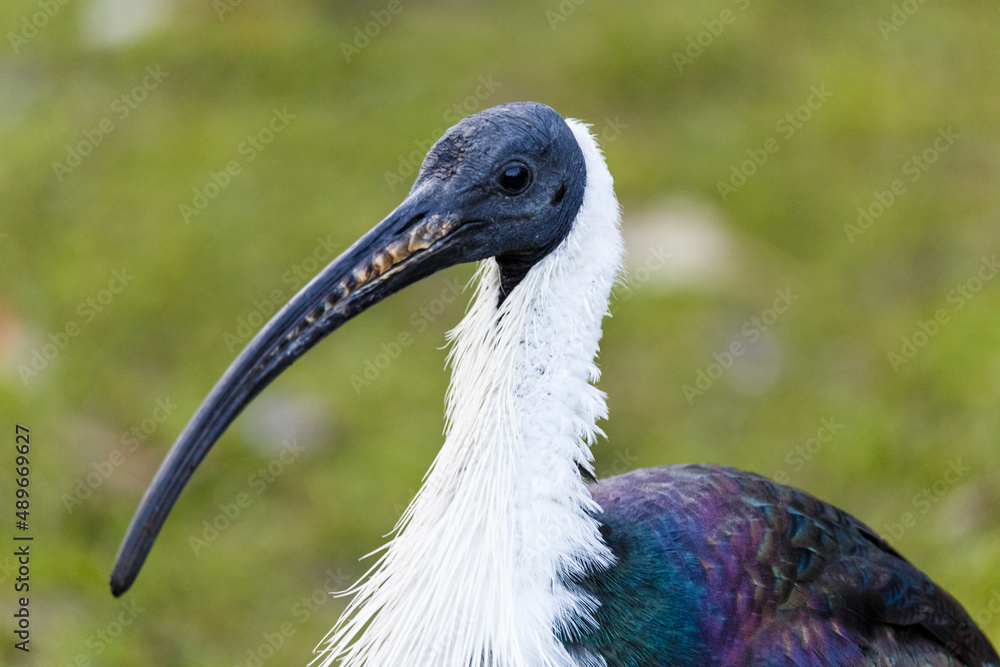 Fototapeta premium Close up of colorful bird with blue feathers