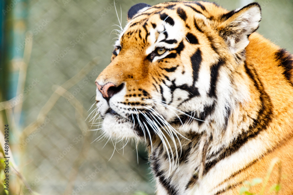 Fototapeta premium Portrait of a tiger