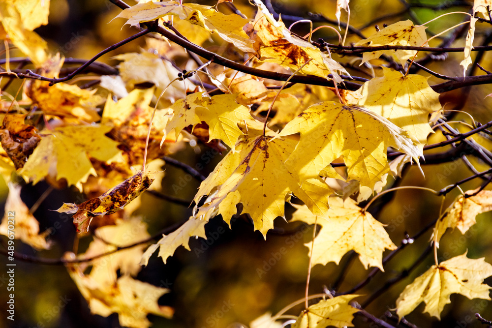 Fototapeta premium Leaf on a tree