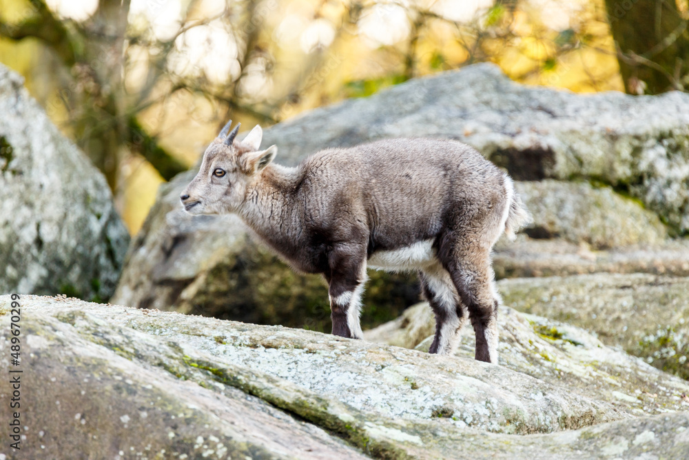 Young goats on rocks and boulders