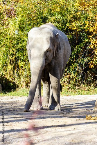 African elephant at the zoo © Serjedi
