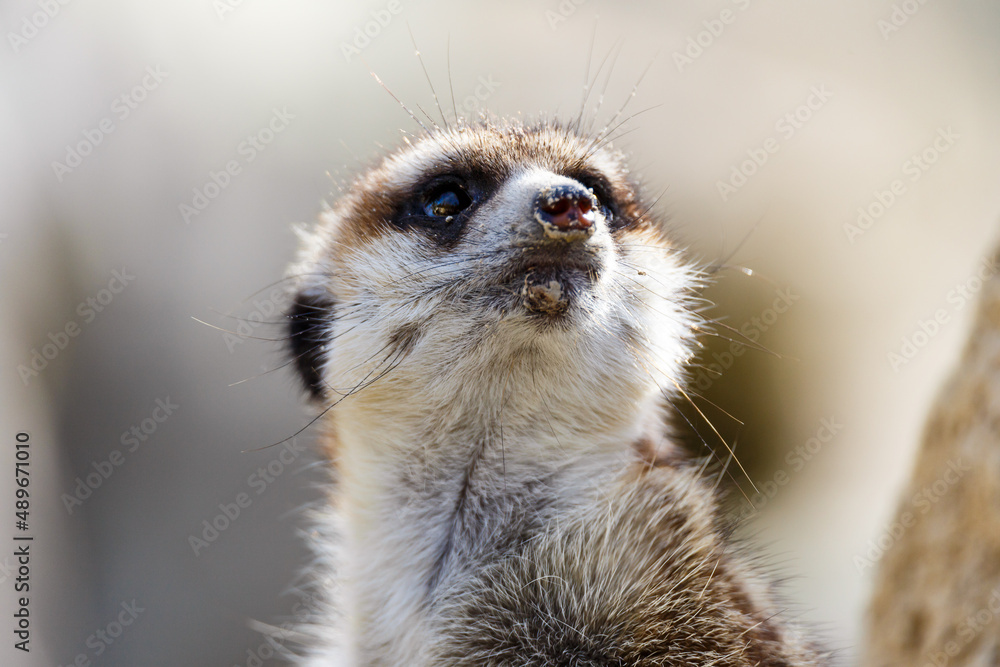 Fototapeta premium Meerkat on guard