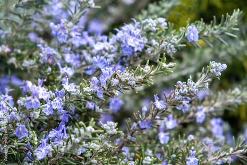 Rosemary bloom bush background. Fresh rosmarinus officinalis blue purple blossom plant close up photo