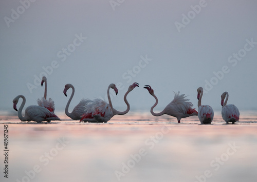 Greater Flamingos territory fight during sunrise at Asker coast of Bahrain